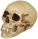Vampire Skull, Markus Mayer, Teschio