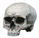 Human Skull, Markus Mayer, Teschio