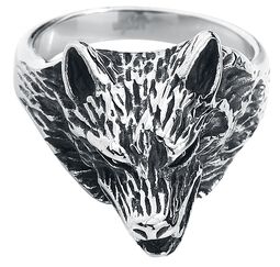 Wolf Packs, etNox hard and heavy, Anello